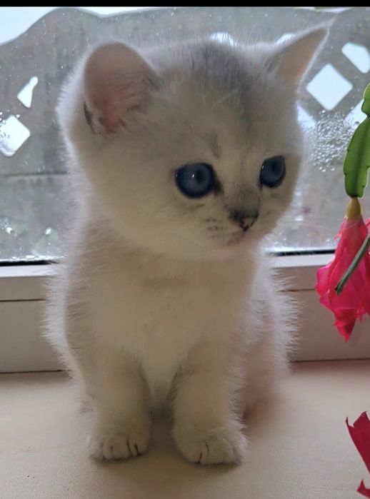 Очень красивый котик серебристая шиншилла