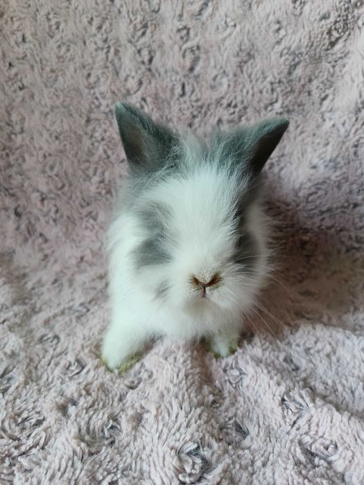 Królik karzełek Lwi/ Teddy