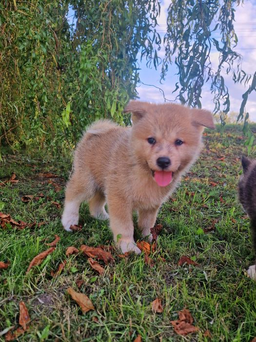 Cudowny chłopiec Akita INU