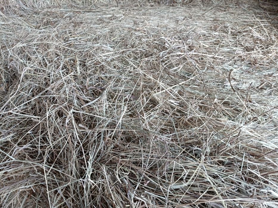 Rolos feno espontâneo 2025