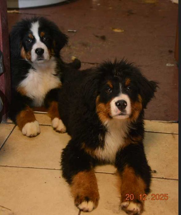 berneński pies pasterski piesek szczeniak szczenię berneńczyk rodowód