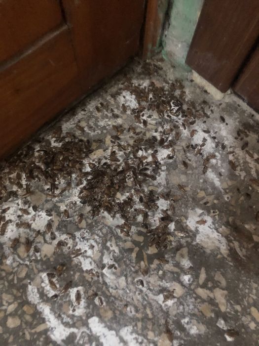 Травля тарганів,видалення плісняви,травля клопів травля щурів,ос,бліх