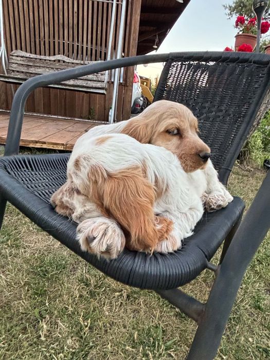 Cocker Spaniel   Angielski
