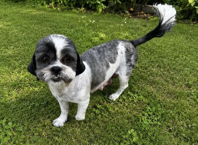Shih tzu – dorosła suczka
