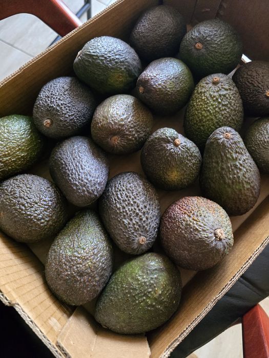 Авокадо ХАСС 18 калібр