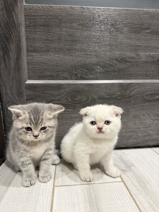 Кошенята весловухі