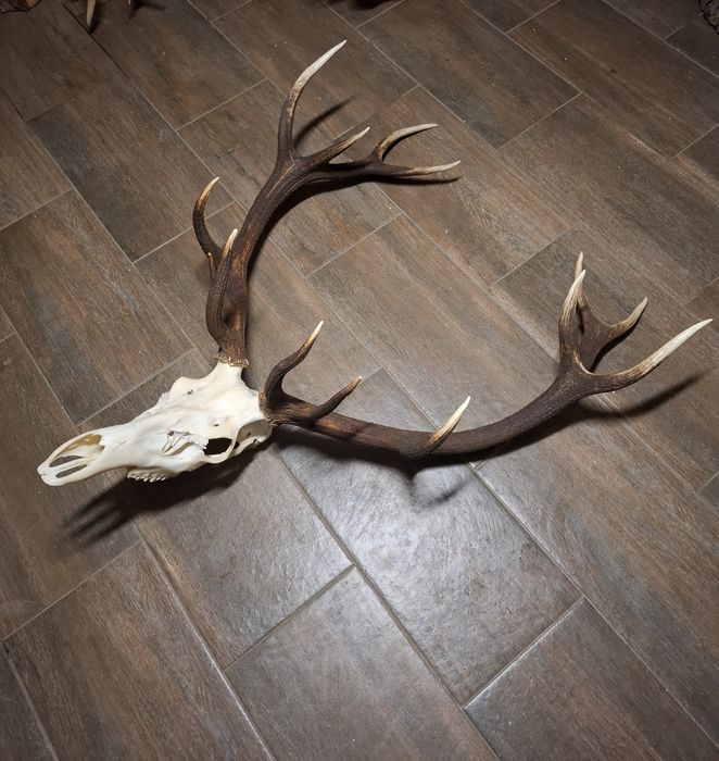 Poroże wieniec jelenia 14-staka