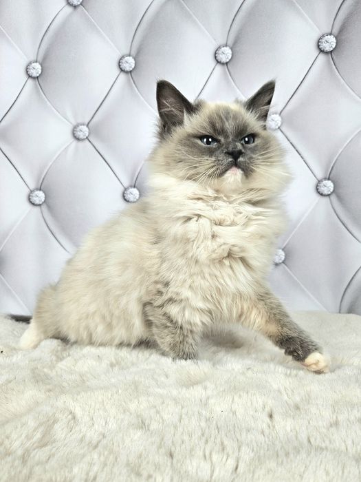 Ragdoll WCF kocurek Gero