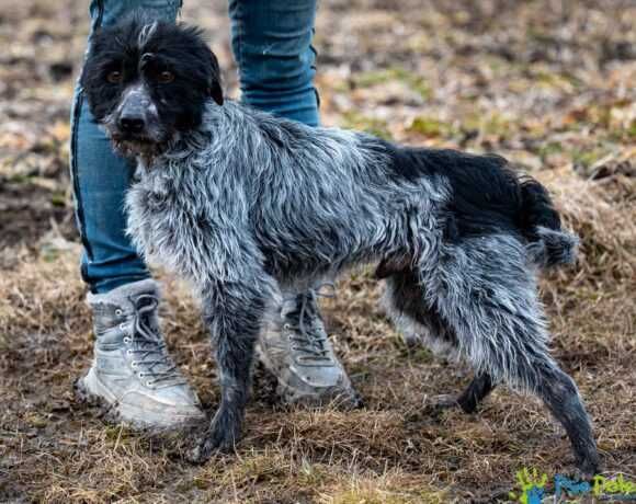 Miły, kontaktowy psiak MOZART szuka kochającego domku!
