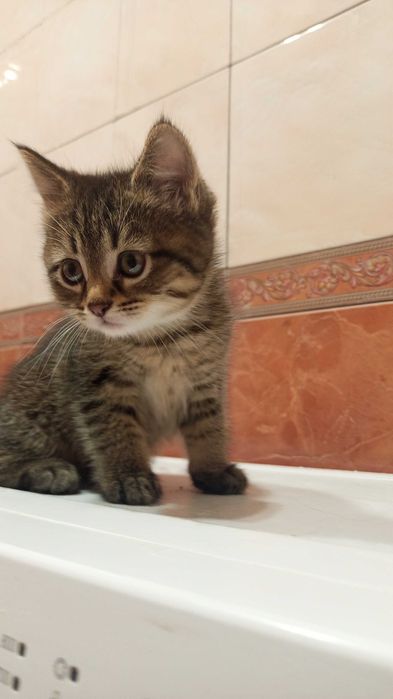 Віддам в добрі руки кошенят
