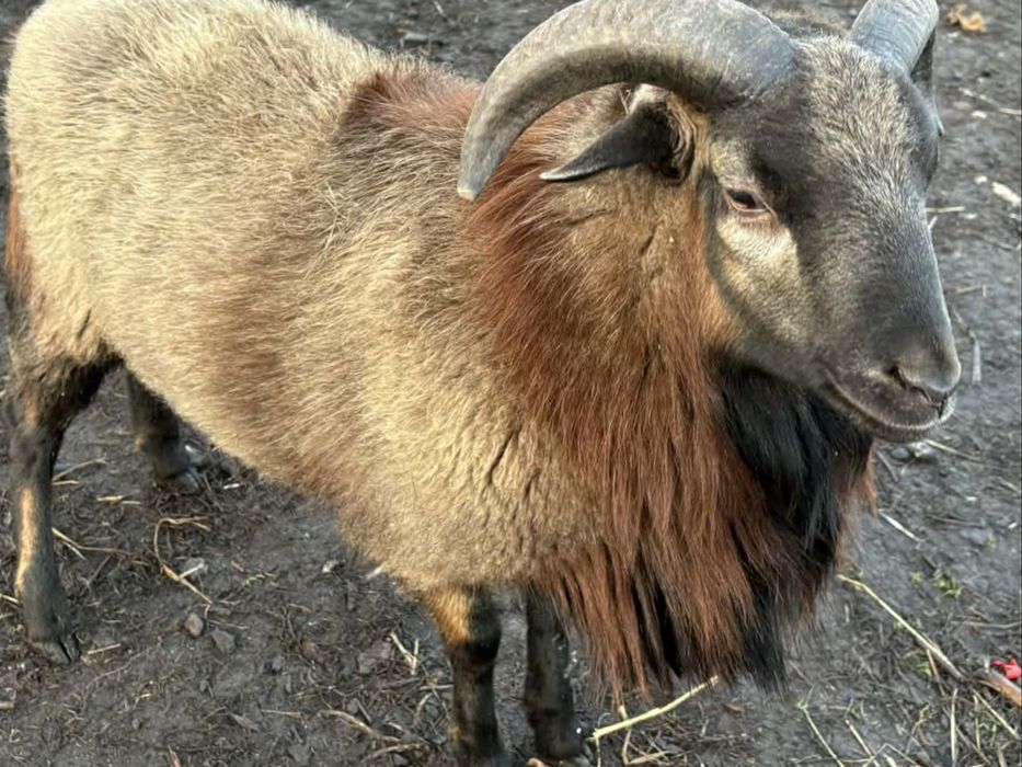 Baran-owca kameruńska