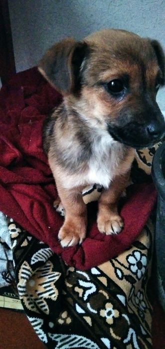 Віддам безкоштовно