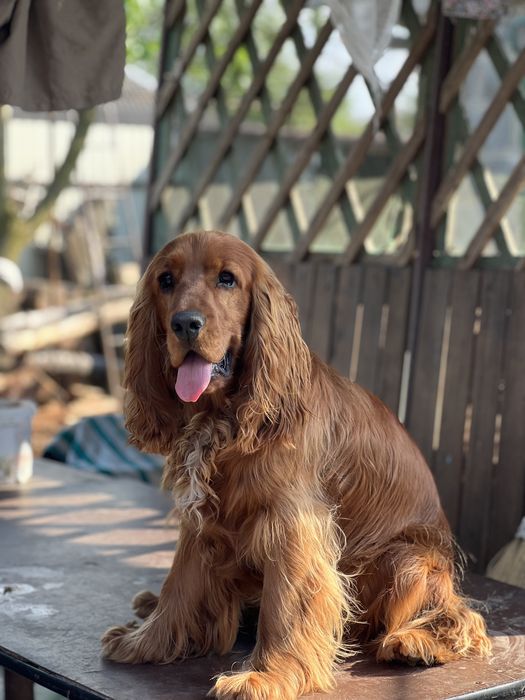 Вʼязка Англійський кокер спанієль