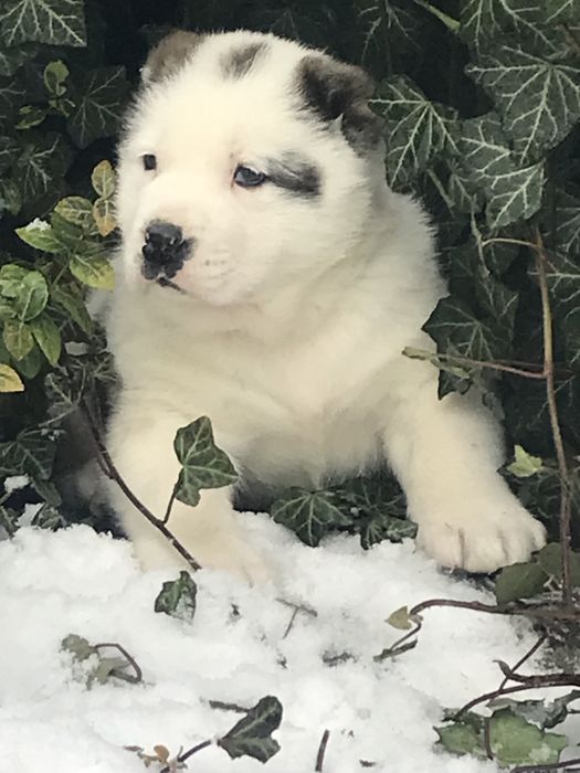 Продаж собаки/щенята алабай