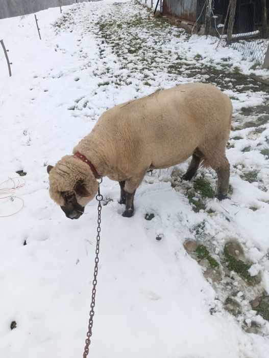 Baran tryk czrnoglowka