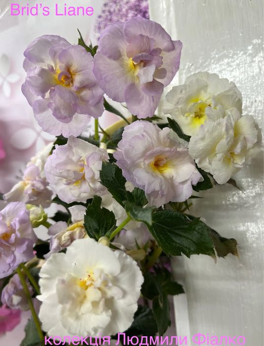 Різоми ахіменесів!