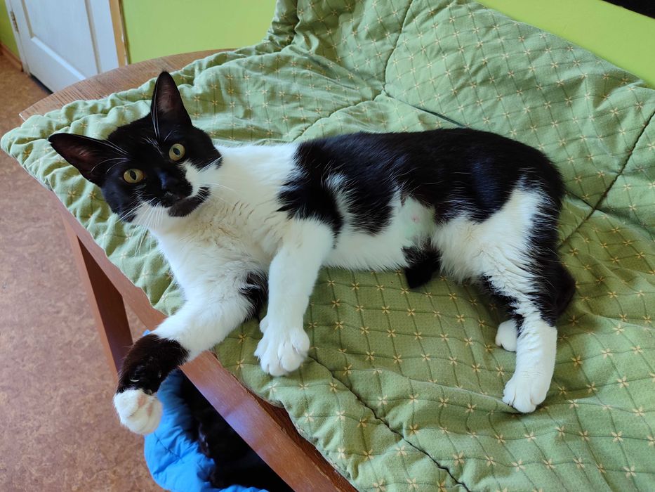 Молода кішка Люка, 1 рік, в люблячу родину.