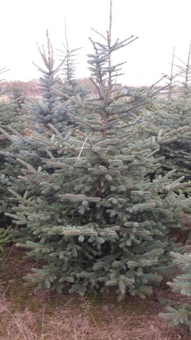 Choinki Żywe Świerk Srebrny i Zielony cięty i w donicach