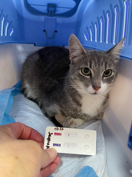 Котята отдам котики подросток котенок