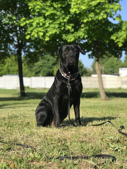 Цуценятки Кане-корсо