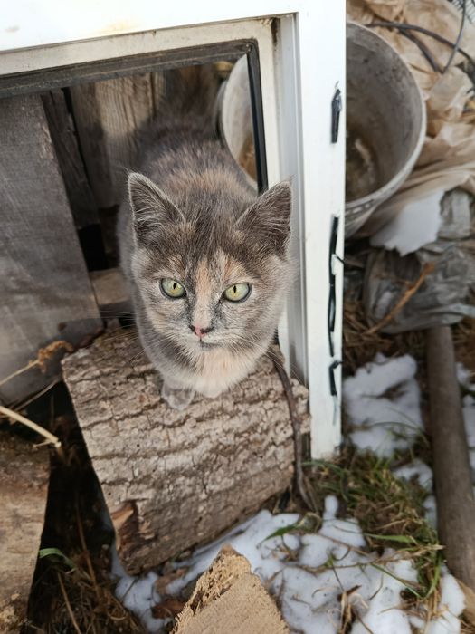 Кошенятка в добрі руки