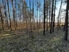 Las na sprzedaż 1.8ha