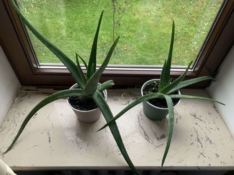 Алое вера вазонок