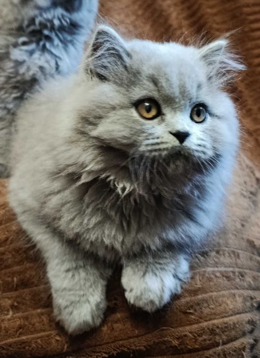 Шотландські кошенята. Є доставка у Дніпро.
