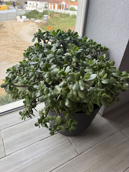 Suculenta Planta Jade 60cm