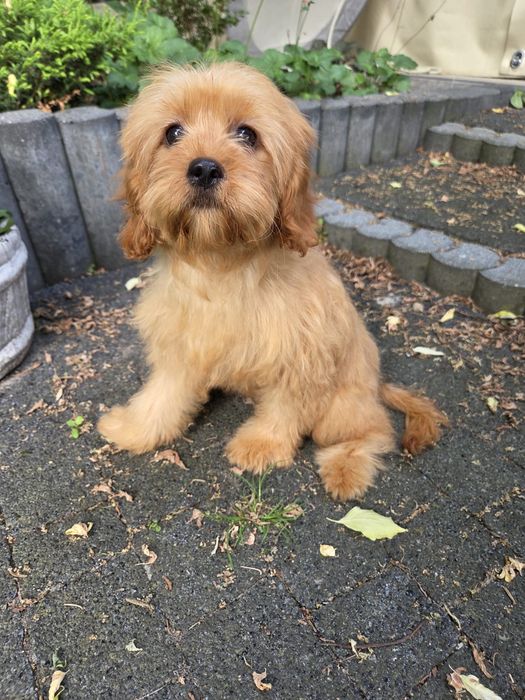 Cavapoo szczeniak