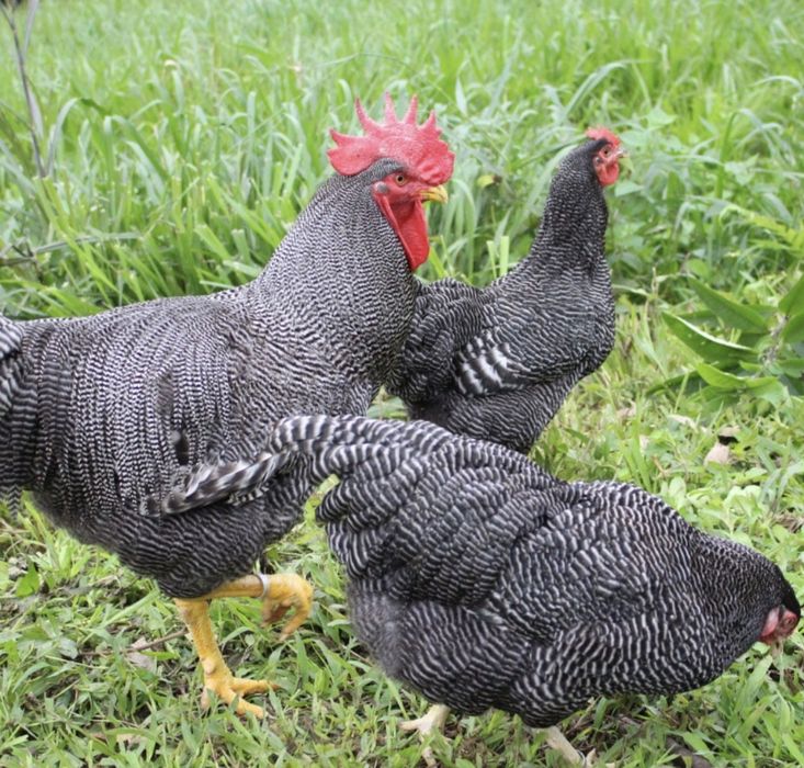 Ovos galados galinhas plymouth rock barrada