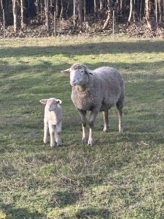 Lote de 12 ovelhas