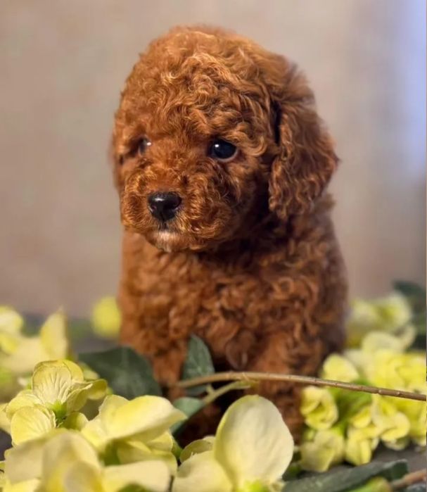 Красень той пудель супер малюк