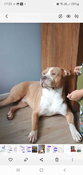 Zaginął pies Amstaff