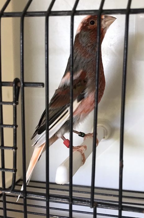 Canário arlequim português.