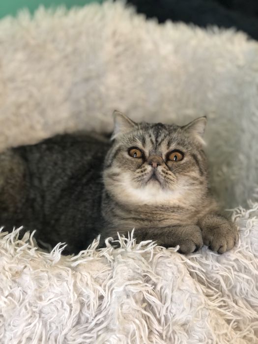 Красавица экзотка