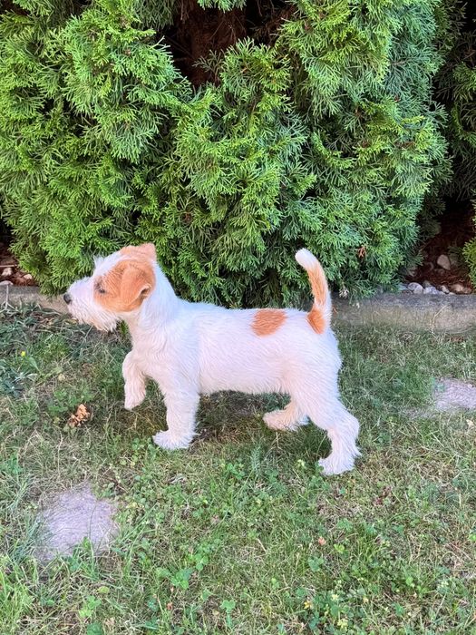 Juck Russell Terrier HODOWLA FCI ZKwP