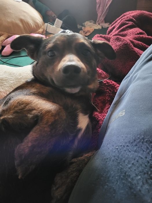 Cezar 3 letni piesek