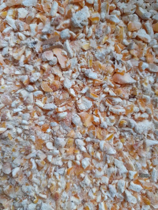 Kukurydza: gnieciona,mielona,kukurydza drobna