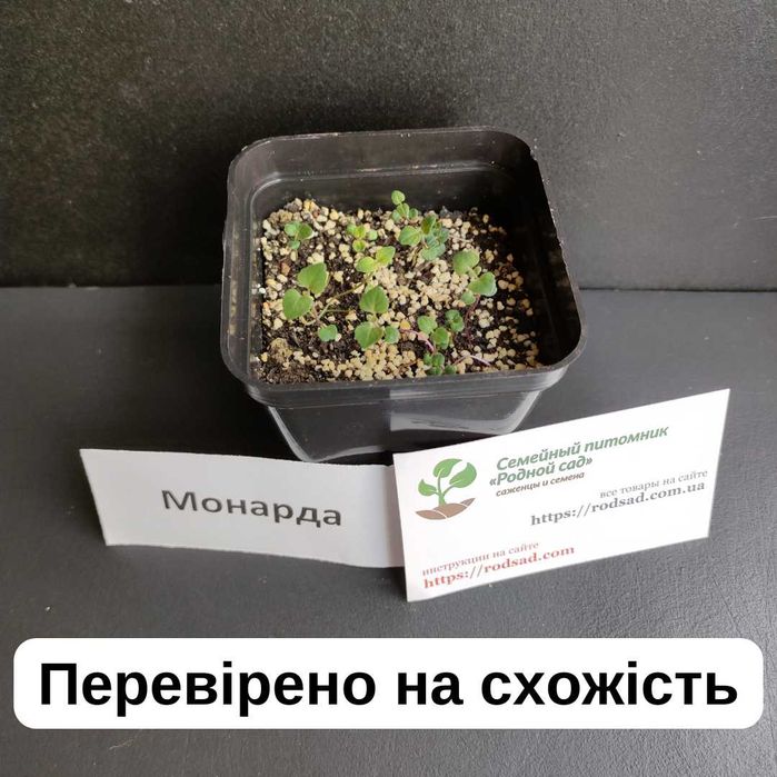 Монарда насіння (5 видів) на саджанці семена є безкоштовна доставка