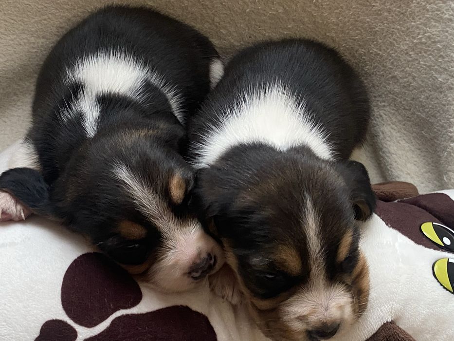 Малятка, біглятка.