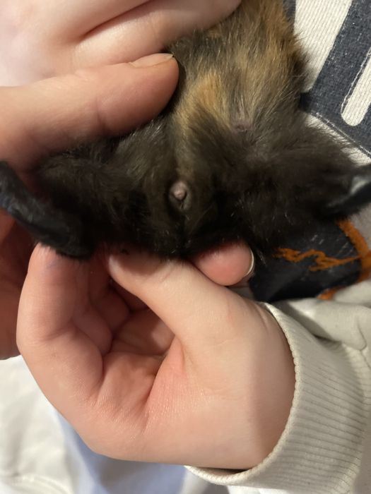 Swinka morska rozetka