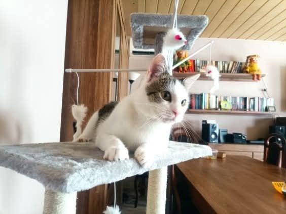 Liczymy na cud, że ktoś ją przygarnięcie do siebie..