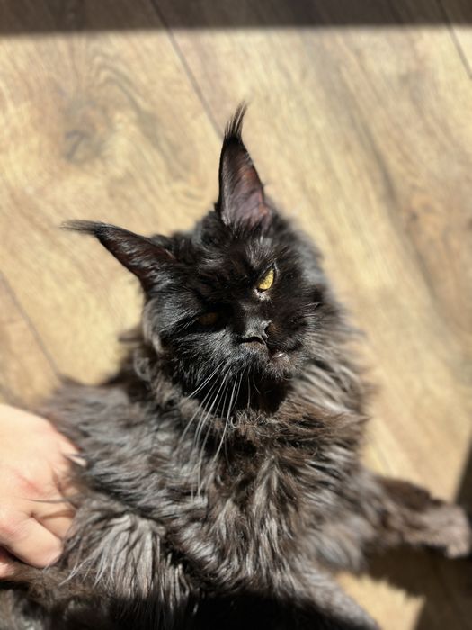 Девочка Мэйн-кун