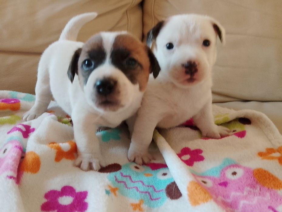 Jack Russell terrier