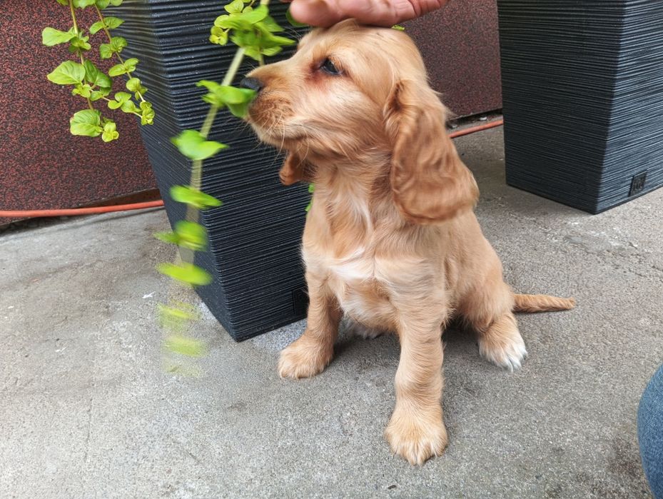 Piękne pieski Cocker spaniel