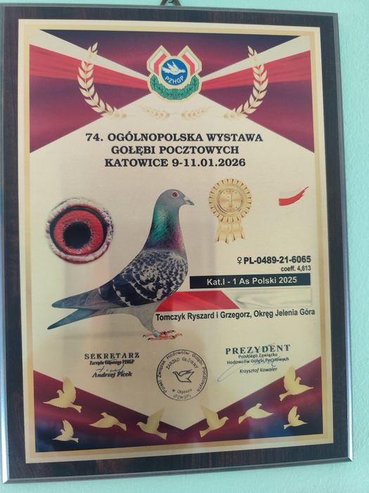 Sprzedam gołębie na daleki dystans