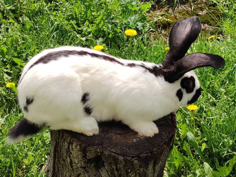 Кролики.Строкачі, фландри