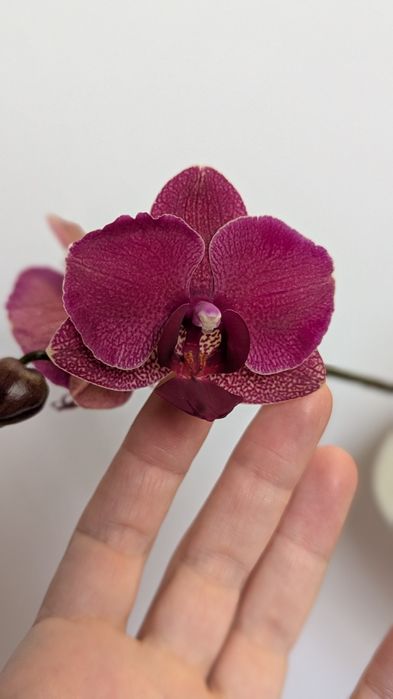 Орхідея  Montrex