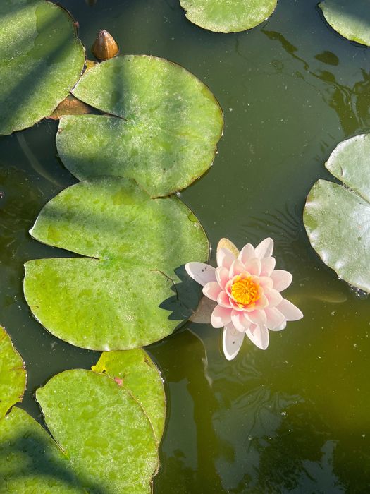 Nenúfares Cor de Rosa ENVIO GRATUITO